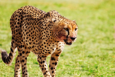 Full length of a cat walking in field