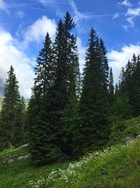 Pine trees in forest against sky