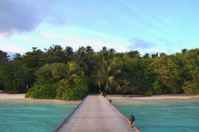 Scenic view of palm trees by sea against sky