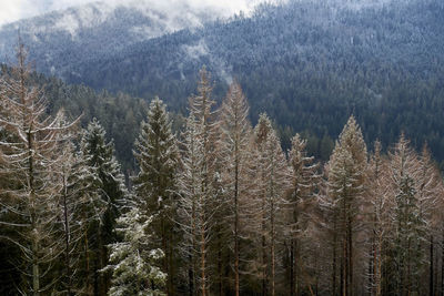 View of pine trees in forest