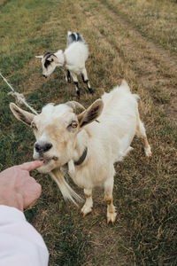 Beautiful white mother goat biting human finger white tied on the rope in the steppe with her child