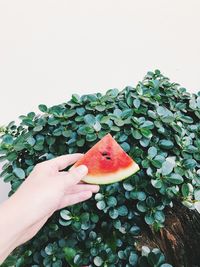 Man holding a slice of watermelon on the background of the garden