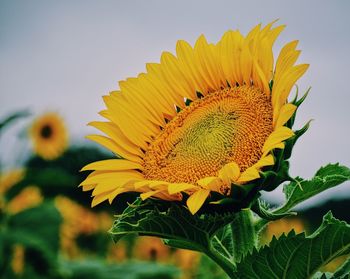 Close-up of sunflower