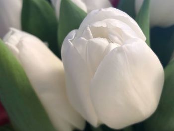 Close-up of white flowering plant