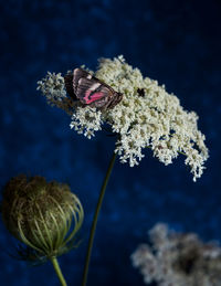 Close-up of butterfly on flower