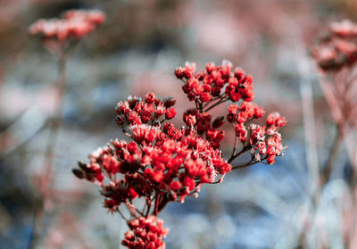 Close-up of red flowers