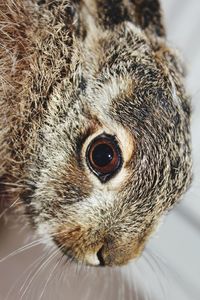 Close-up of hare