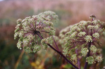 Close-up of flowering plant on field