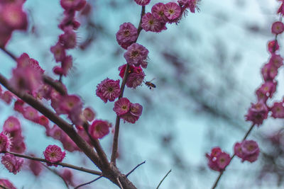 Close-up of red flowering plant against blurred background