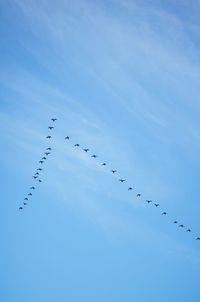 Low angle view of birds flying in sky