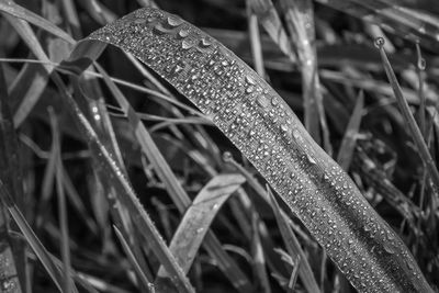 Close-up of wet plant during rainy season