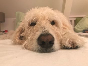 Close-up portrait of a dog at home