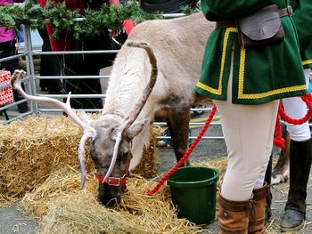 Women standing by reindeer grazing in pen during christmas