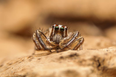 Close-up of spider