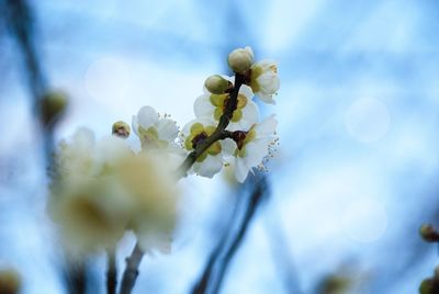 Low angle view of flower tree against sky