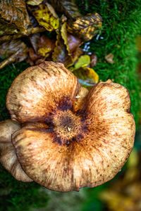 Close-up of mushrooms growing on tree