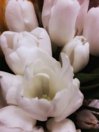 Full frame shot of white flowers