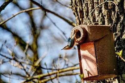 Close-up of a bird on branch