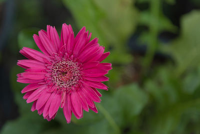 Close-up of pink flower