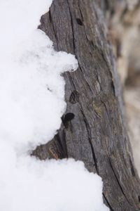Close-up of snow covered tree trunk