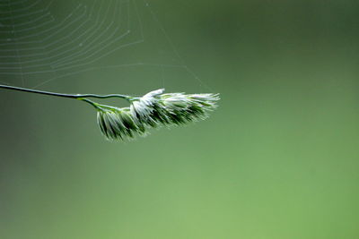 Close-up of spider web on plant