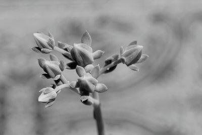 Close-up of flowers against blurred background