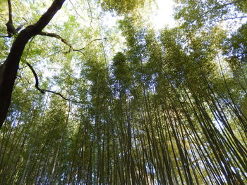 Low angle view of bamboo trees in forest