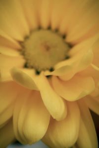 Close-up of yellow flowering plant