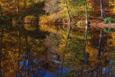 Reflection of trees in water