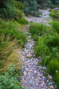 Footpath in field