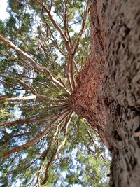 Low angle view of tree in forest