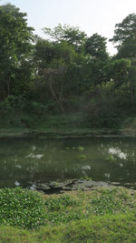 Scenic view of lake in forest