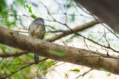 Close-up of bird perching on branch