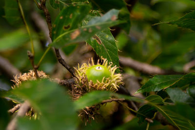 Close-up of fruit on tree