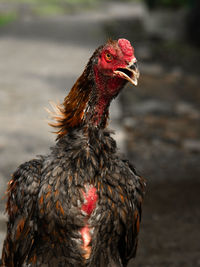 Close-up of a bird