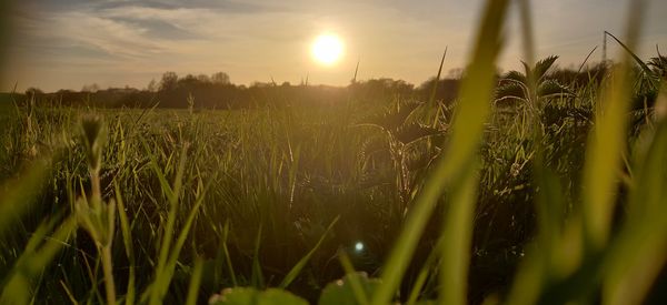 Crops growing on field against sky during sunset