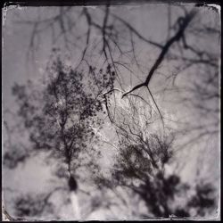 Low angle view of bare tree against sky
