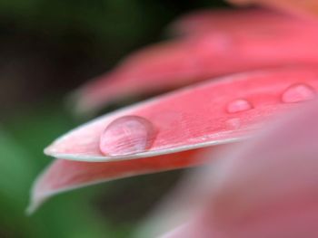 Close-up of raindrops on pink rose