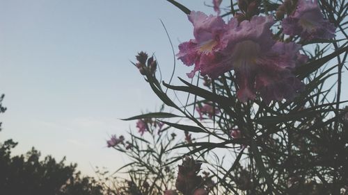 Close-up of pink flowers against sky