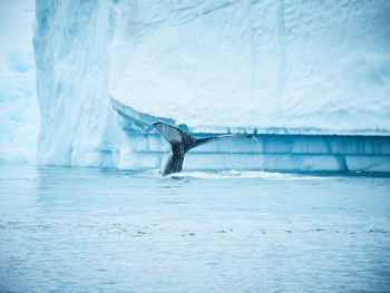 Bird flying over sea