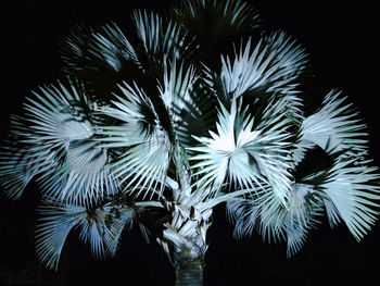 Low angle view of palm tree against black background