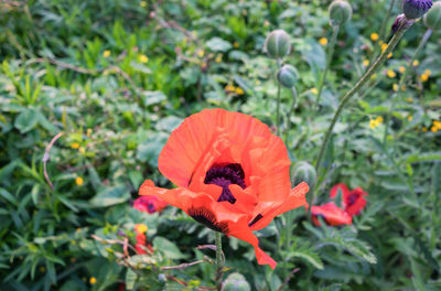 Close-up of insect on red poppy
