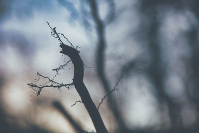 Low angle view of bare tree against sky