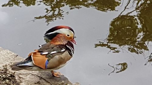 Close-up of duck swimming in lake