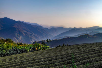 Tea garden and mountains scenery in fog at sunset