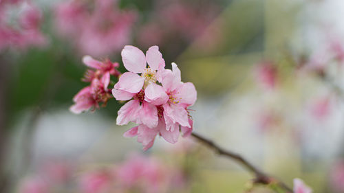 Close-up of pink cherry blossom