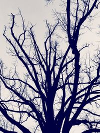 Low angle view of bare tree against sky