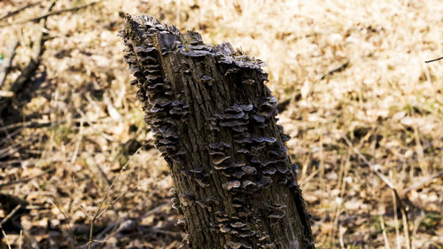 Close-up of tree trunk on field