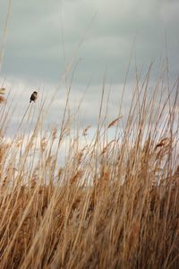 Close-up of wheat field