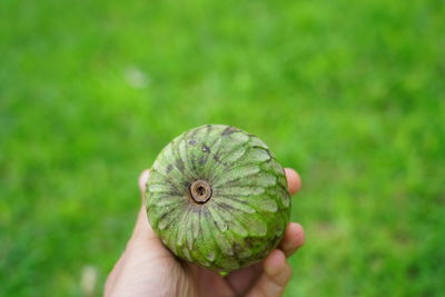 Close-up of person holding leaf